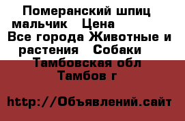 Померанский шпиц, мальчик › Цена ­ 35 000 - Все города Животные и растения » Собаки   . Тамбовская обл.,Тамбов г.